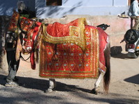 041205203908_indian_wedding_horse