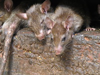 041209222710_rat_couple