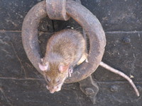 041209223818_fierce_rat