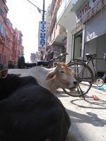 041204231922_cow_of_haridwar_near_city_heart_hotel