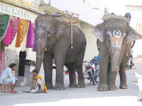 041218010052_sahdu_and_his_elephants
