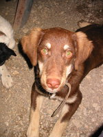 002_a_friendly_dog_s
