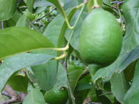 008_lemon