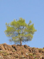 023_the_lonely_tree_s