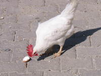 001_a_chicken_eating_its_own_egg