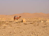 083_camel_and_the_ruin_s