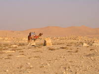 083_camel_and_the_ruin_s