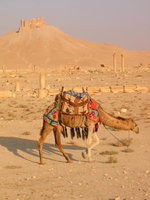 084_the_camel_of_palmyra