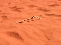 017_dead_branch_in_the_desert