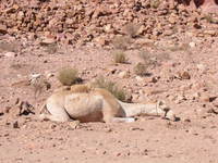 022_sleeping_camel