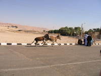 001_valley_of_the_king-racing_donkeys