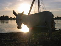 004_fluecca_donkey_sunrise