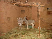 005_dahkla_citadel_donkeys