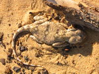 009_desert-lizard