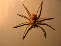 012_spider_in_my_hotel