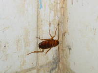 014_cockroach_in_my_hotel