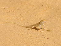 016_baharlyya-lizard