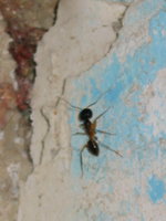 021_ant_in_my_hotel