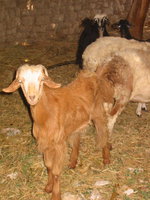 022_oasis_goats