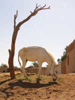 024_bahariyya_donkey