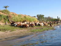 005_goats_of_the_nile