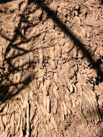 022_tree_root_stuff