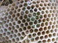 025_beehive