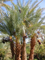 026_trees_in_oasis