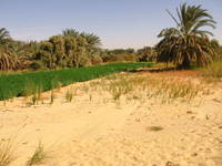 030_desert_farmland