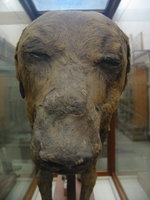 084_dog_mummy