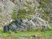 07200032_arctic_squirrel