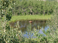 07200040_bathing_moose