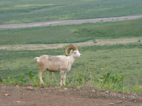 07210020_dall_sheep