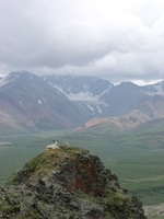 07210041_dall_sheep_resting