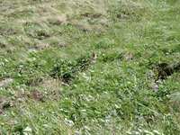 07170045_arctic_squirrel