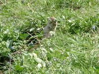 07170047_arctic_squirrel