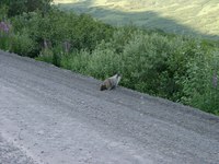 07190091_mammoth_squirrel