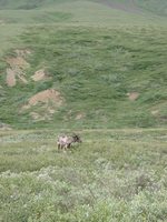 07210033_caribou