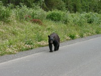 07270010_bear_sighting