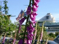 06170159_purple_flower_and_cruise_ship
