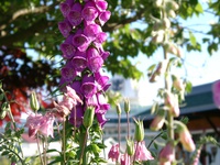 06170161_purple_flowers