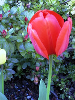 042_a_single_tulip