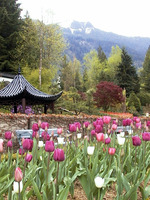 021_the_chinese_style_garden