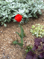 022_a_single_living_red_flower