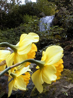 024_yellow_flower_and_the_fall
