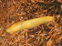 1151587_yellow_slug