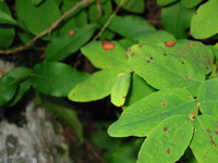 1161660_green_leaves