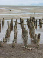 06160010_some_ancient_wooden_stakes