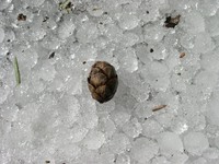 05190025_seed_on_the_ice