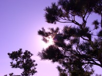 08080044_purple_sky